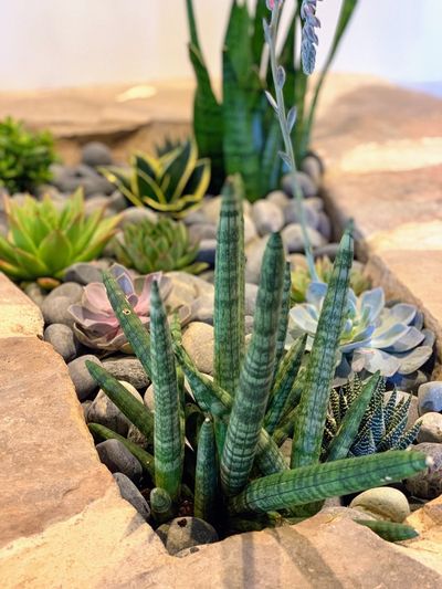 Close-up of succulents and cylindrical snake plant in a stone planter.