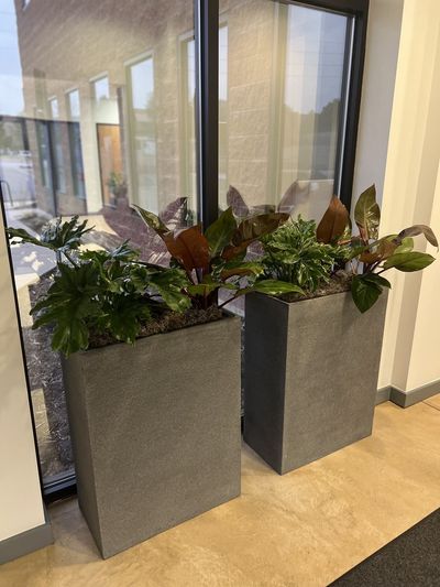 Philodendron in tall grey rectangular planters by a lobby window.