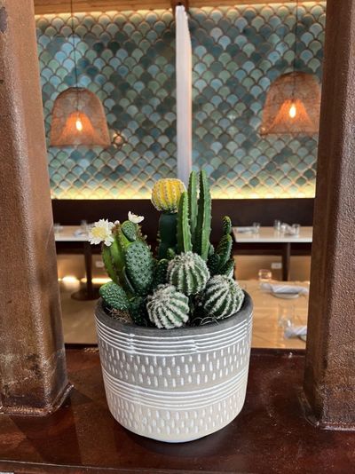 Cactus arrangement in a patterned ceramic pot on a bar or counter.
