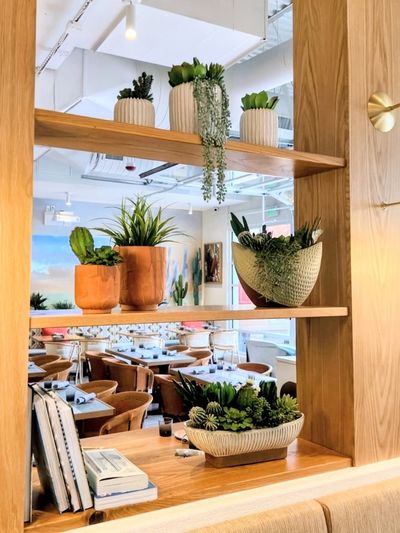 Restaurant shelving with succulents and cactus in front of a desert mural.