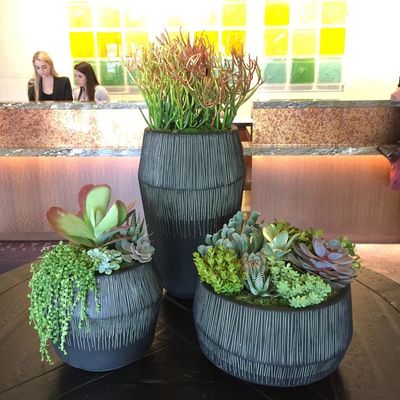 Succulent arrangements in charcoal planters suited to a lobby or reception.