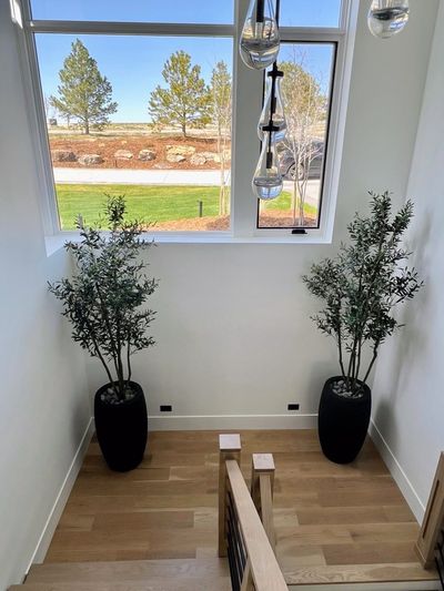 Paired olive trees in matte black planters by a staircase and tall window.