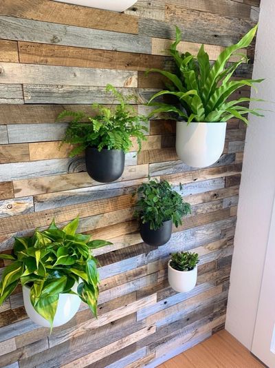 Wall-mounted plants on a reclaimed wood feature wall in a workplace.
