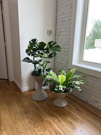 Monstera and bird's nest fern in hourglass planters by a white brick wall.