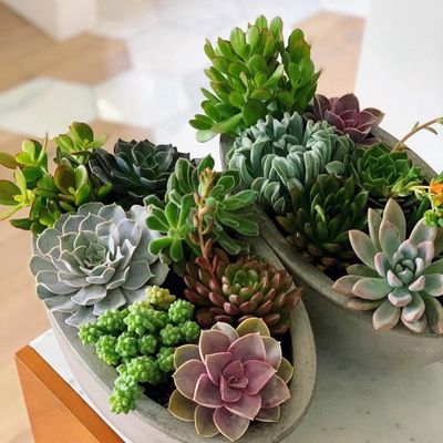 Mixed succulent arrangement in a concrete bowl.