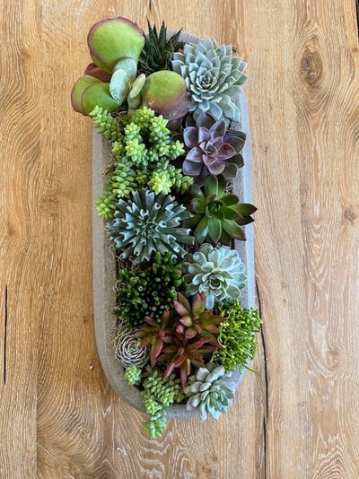 Tray of mixed succulents suited to a pass or host stand.
