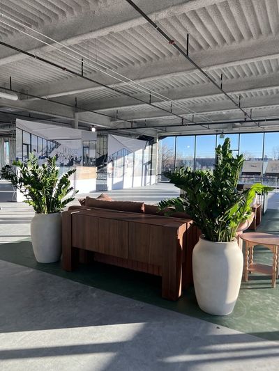 ZZ plants in off-white ceramic planters in a bright concrete-floored showroom.