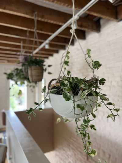 Hanging variegated pothos in a white bowl planter with exposed ceiling beams.