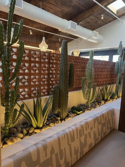 Indoor cactus and succulent in a terracotta planter against a breeze block wall.