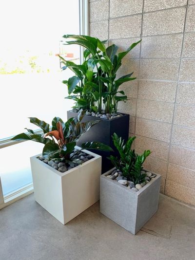 Cube planters with rubber tree, monstera, and ZZ in a polished interior.