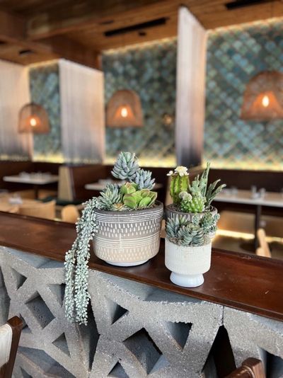 Restaurant bar styled with succulent and cactus planters.