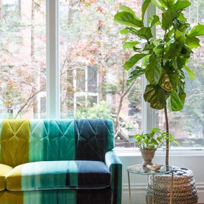 Fiddle leaf fig near a teal velvet sofa and sunlit window.
