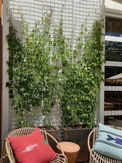 Outdoor patio with climbing vines on a trellis and rattan seating.
