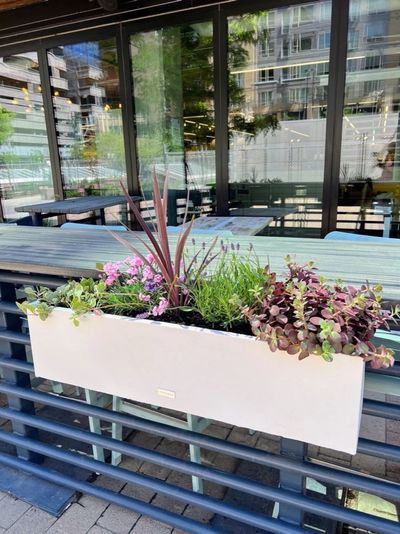 Window boxes with lavender and annuals on a restaurant patio facade.