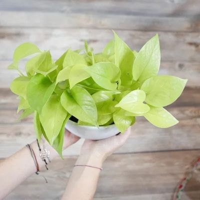 Hand tending a bright neon pothos in a white bowl