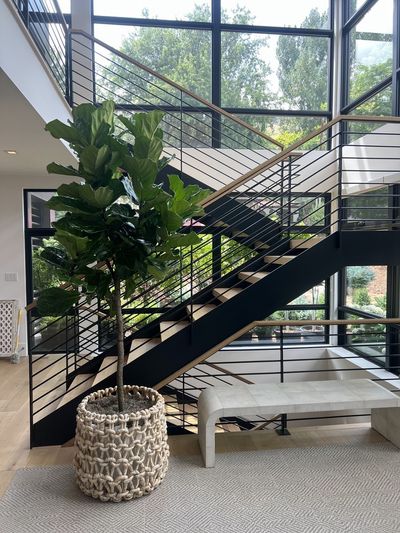 Fiddle leaf fig in a woven basket on a staircase beside garden windows.