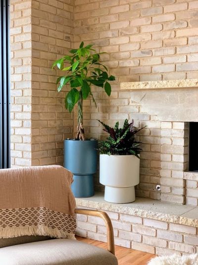 Money tree and calathea plants near a brick fireplace.