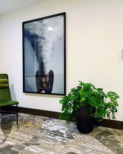 Monstera adansonii in a charcoal planter beside surreal wall art and a velvet chair.