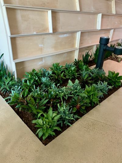 Recessed floor planter with tropicals beside a wood feature wall and bottle filler.