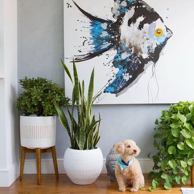 A dog resting in a styled living room with a snake plant, trailing pothos, and framed fish wall art