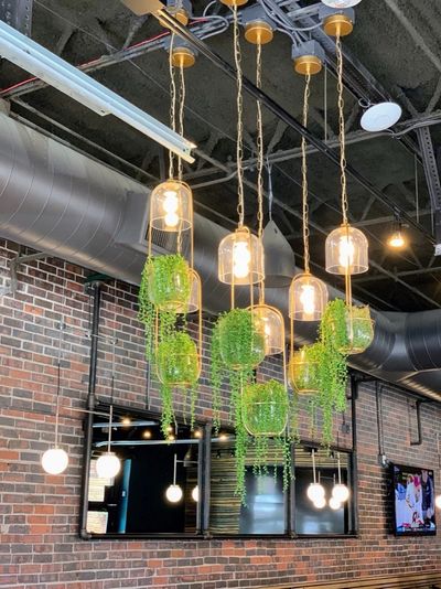 Trailing plants beneath pendant lights above a restaurant bar.