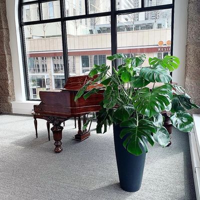 A large monstera statement plant beside a grand piano in a lobby window