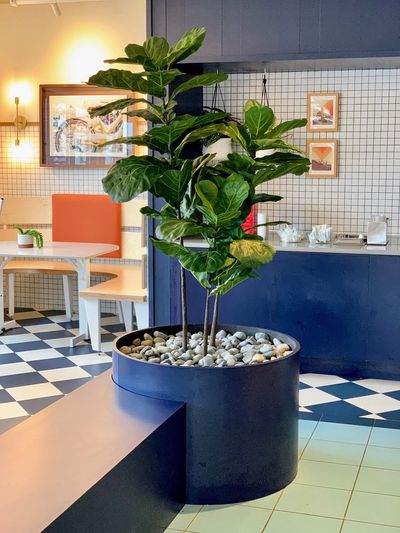 Fiddle leaf fig in a navy planter in a cafe dining area with checkerboard tile.