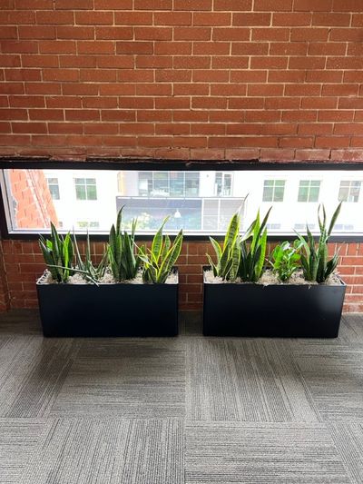 Two matching black planter boxes of snake plants against an exposed brick wall and factory-style windows in a new office space