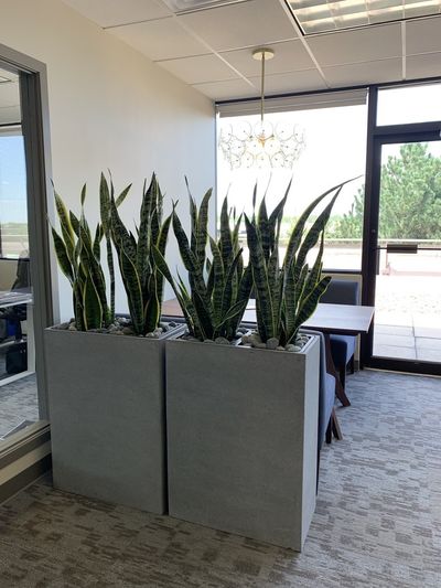 Pair of grey rectangular planters with snake plants near a conference table.