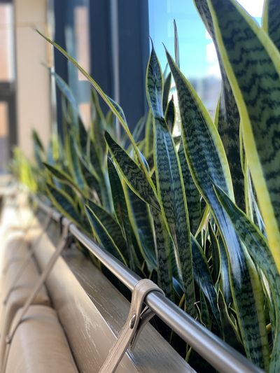 Sansevieria laurentii in a built-in wood rail planter along banquette seating.