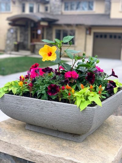 Colorful annual flowers in a front-entry planter.