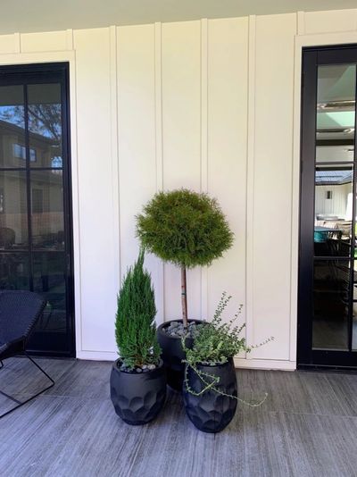 Topiary cypress in matte black pots on a modern residential porch.
