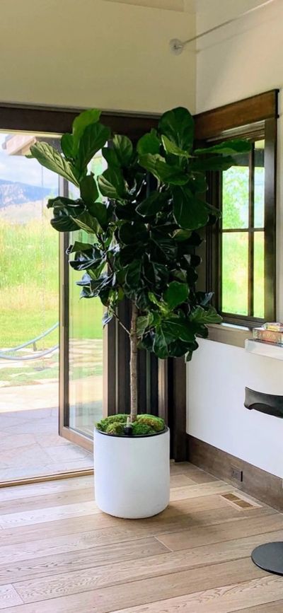 Large fiddle leaf fig in a white cylinder pot beside a window framing a Front Range mountain view