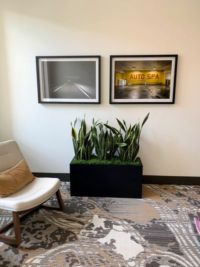 Commercial lobby with snake plants in a black planter, moss topdressing, and framed art.
