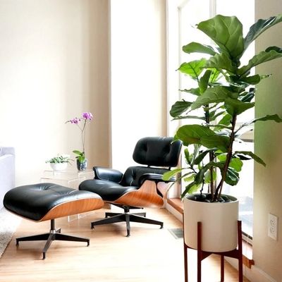 Fiddle leaf fig plant in a Eames lounge chair in a bright living room.