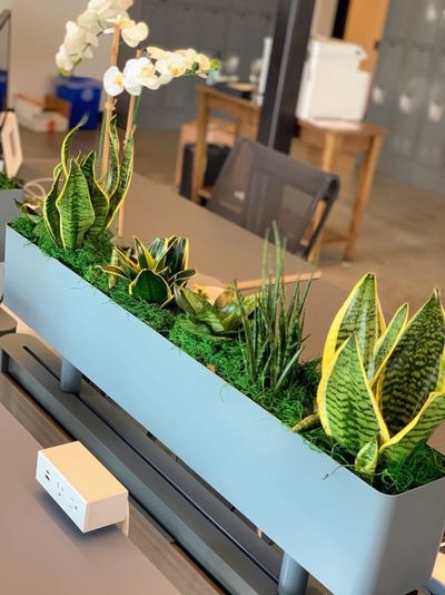 Desk-side planters with snake plants and a white orchid in an office setting.
