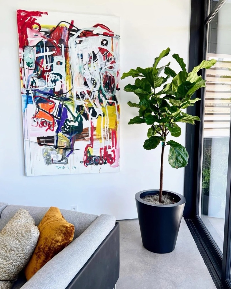 Fiddle leaf fig in a modern Boulder living room with abstract art